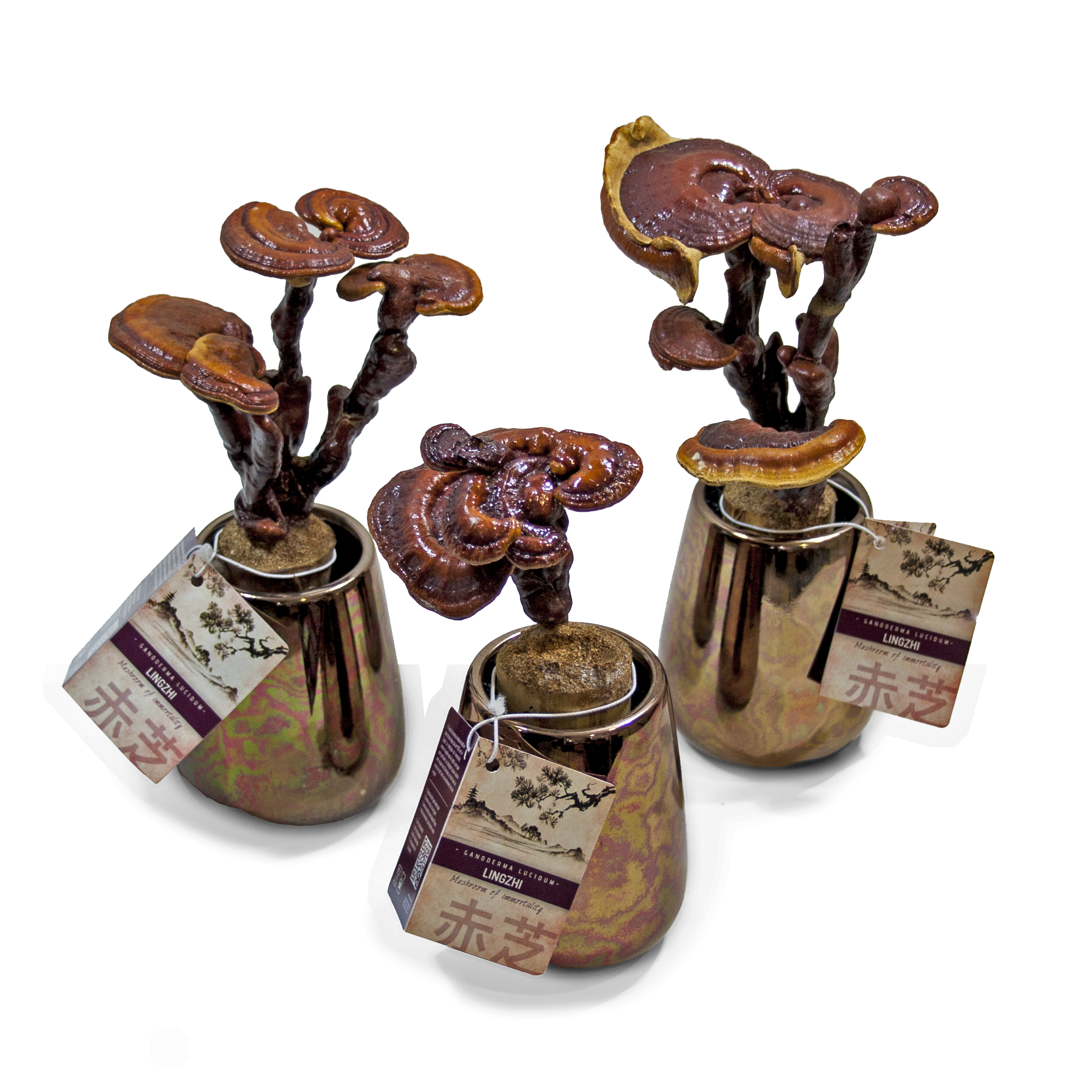 Produto: Lingzhi - Cogumelo da eternidade